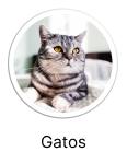 Gatos