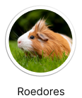 Roedores