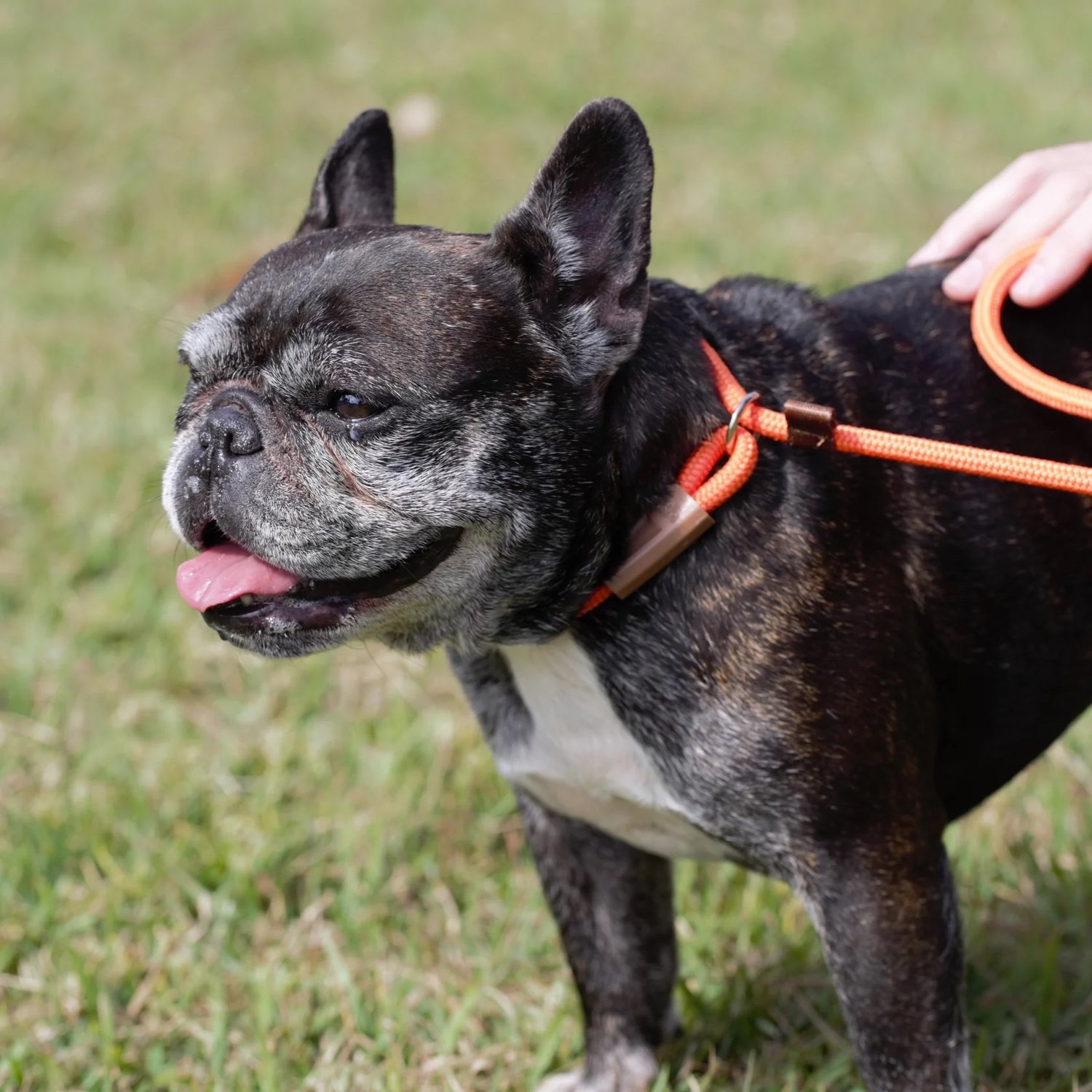 STELLA 6 PUNTE ORO O ARGENTO BORDO ROSSO A Vite Al Paio - Foto 3