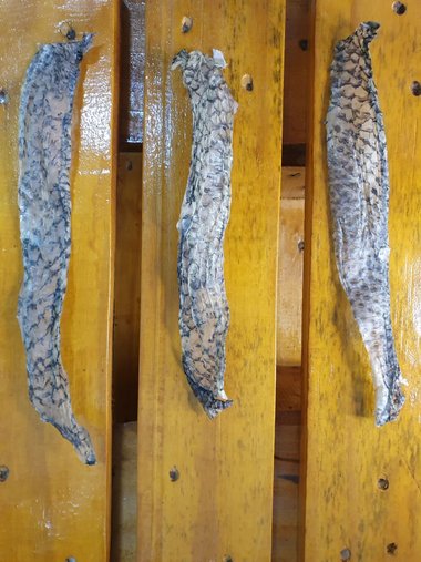 Petisco Chiclete Cibisani Pele De Peixe com 10 unidades