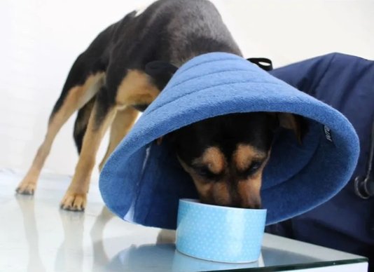 Colar Elizabetano B.Live Confort N4 Azul para Cães