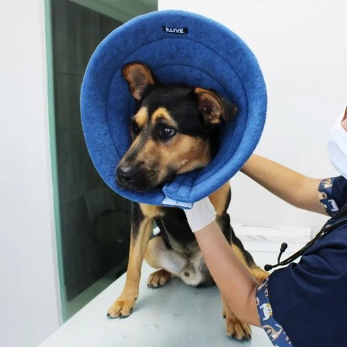 Colar Elizabetano B.Live Confort N4 Azul para Cães