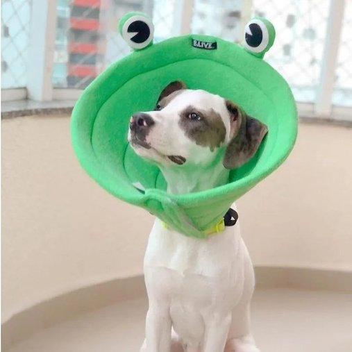 Colar Elizabetano B.Live Confort N4 Sapo Verde para Cães