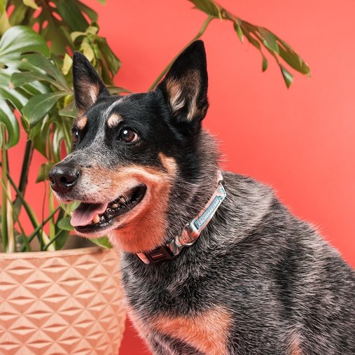 Coleira Cachorreiros Floral para Cães G