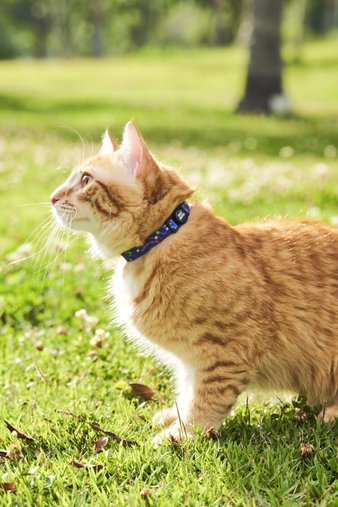 Coleira para Gatos Foguete Azul Petnautas