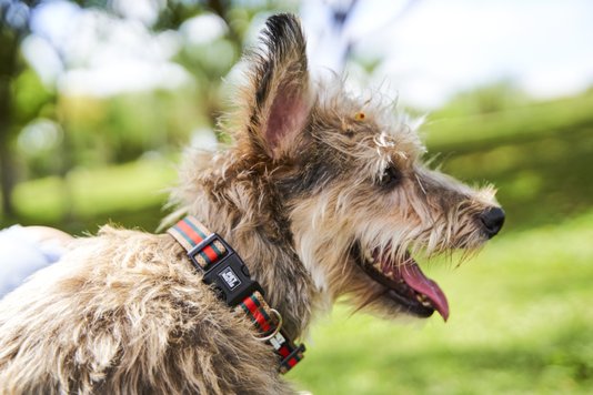 Coleira Regulável para Cães M Bege e Vermelha Petnautas