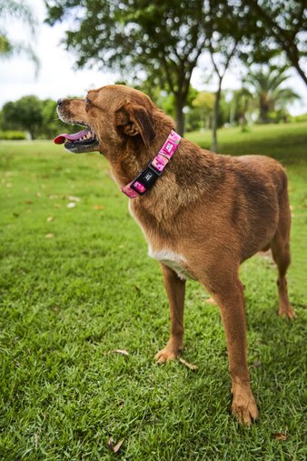 Coleira Regulável para Cães P Foguete Preto Petnautas