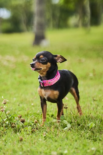 Coleira Regulável para Cães PP Preta Petnautas