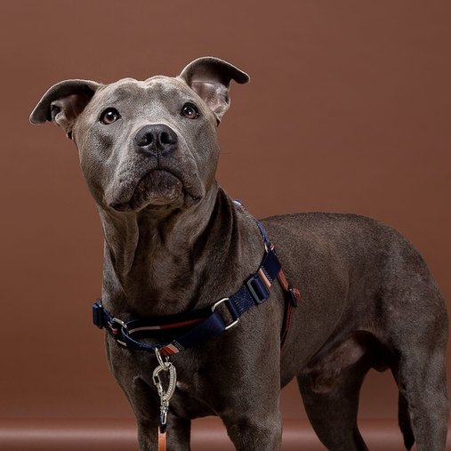 Guia Peitoral Cachorreiros Anti Puxão Bob e Marley para Cães P
