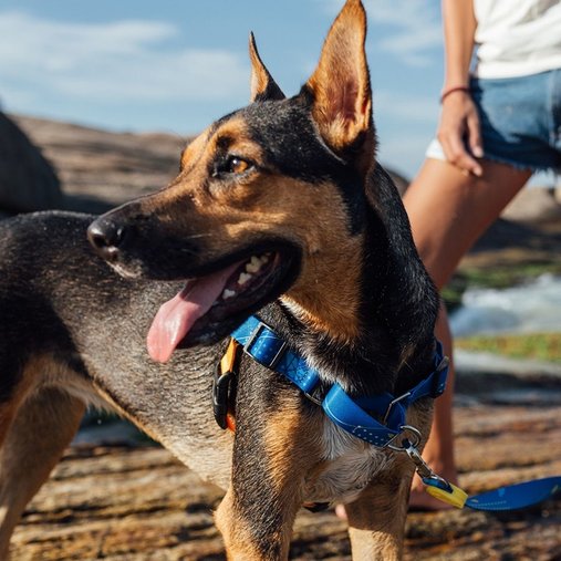 Guia Peitoral Cachorreiros Anti Puxão Indigo para Cães P