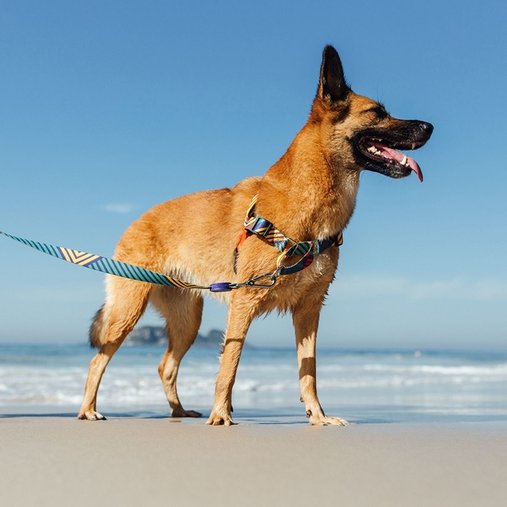 Guia Peitoral Cachorreiros Anti Puxão T-Mutts para Cães P