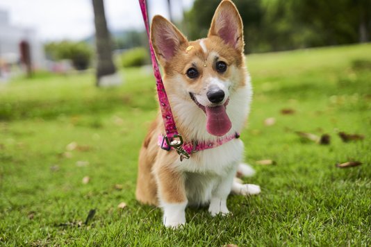 Guia Peitoral Antipuxão para Cães G Foguete Rosa Petnautas