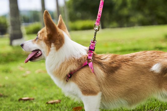 Guia Peitoral Antipuxão para Cães M Foguete Rosa Petnautas