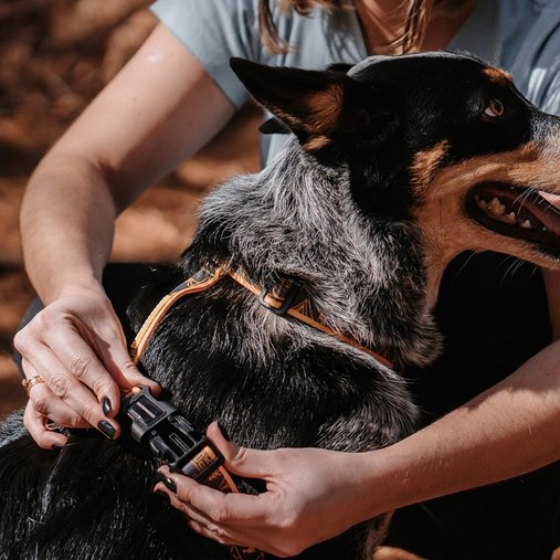 Guia Peitoral Cachorreiros H Outdoor para Cães P