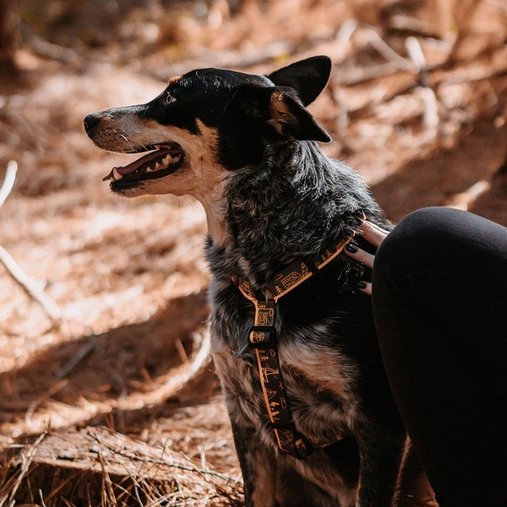 Guia Peitoral Cachorreiros H Outdoor para Cães P
