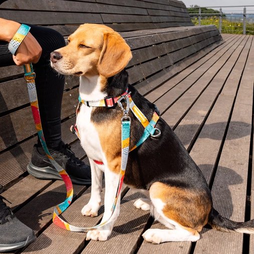 Guia Peitoral Cachorreiros H Pitaya para Cães P