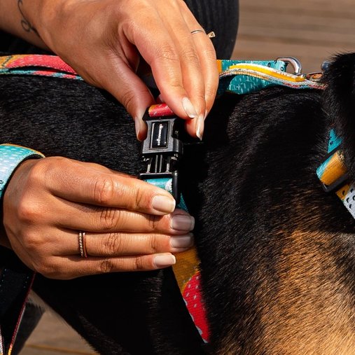 Guia Peitoral Cachorreiros H Pitaya para Cães P