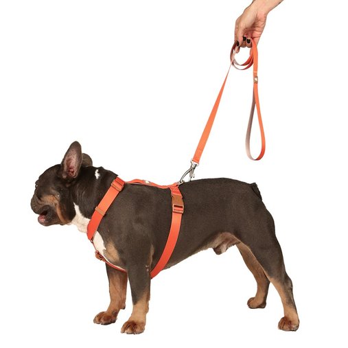GUIA POP M 1,2M LARANJA-CAQUI TOH