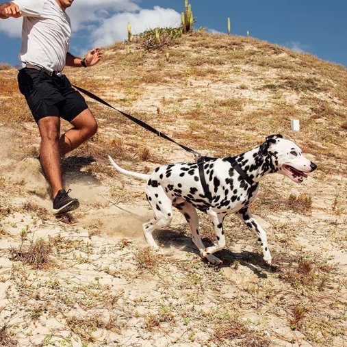Guia Running Cachorreiros Black para Cães G