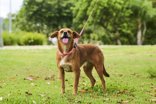 Guia Unificada para Cães Foguete Rosa 1.8M Petnautas