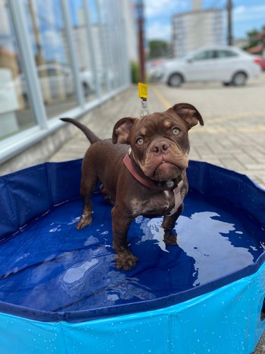 PISCINA PET 100L