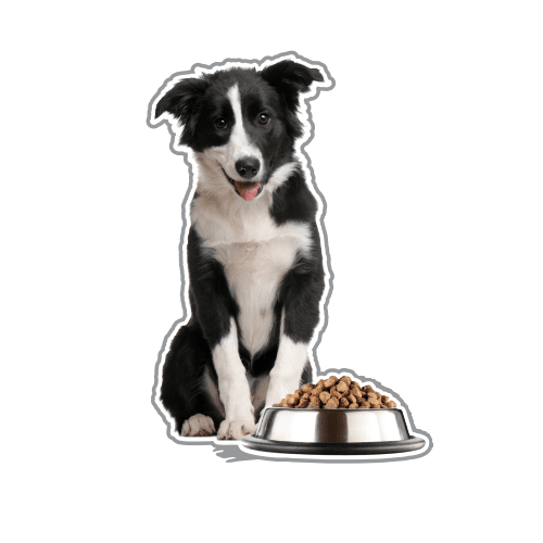 Ração Bocão Original para Cães Adultos 7Kg