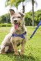 Guia Peitoral Antipuxão para Cães G Foguete Azul Petnautas