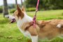 Guia Peitoral Antipuxão para Cães M Foguete Rosa Petnautas