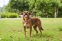Guia Unificada para Cães Foguete Azul 1.8M Petnautas