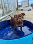 PISCINA PET 100L