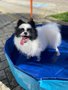PISCINA PET 100L